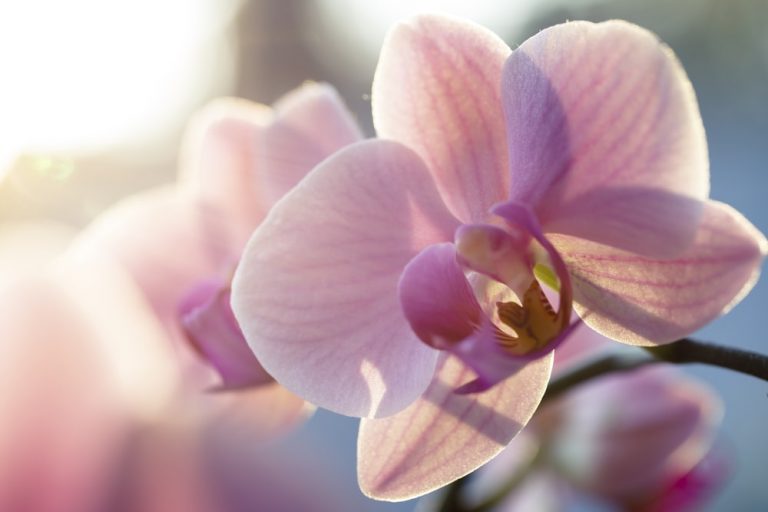 How to Keep Orchids Alive to Blossom Every Other Year - Archute